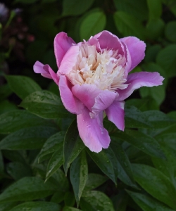 月季花植物壁纸
