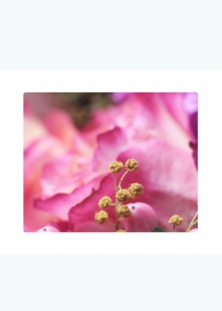 花卉桌面植物壁纸