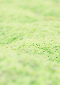 高清绿色植物壁纸