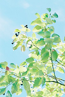 <b>植物花卉壁纸下载</b>