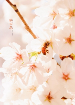 樱花高清桌面壁纸