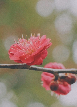 桃花手机植物壁纸