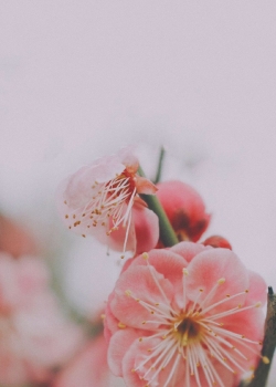 桃花高清植物壁纸