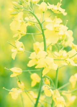 油菜花植物壁纸