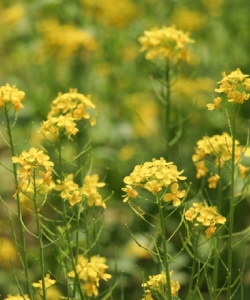 油菜植物壁纸