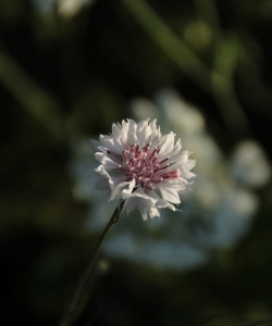 <b>矢車菊植物壁纸</b>