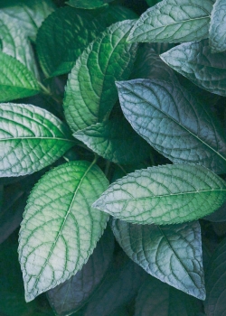绿色植物手机壁纸