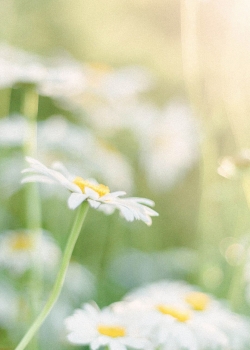 <b>高清植物壁纸</b>