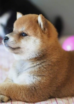 可爱柴犬动物壁纸
