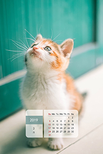 <b>2019年3月日历手机壁纸</b>