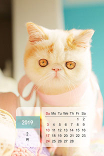 2019年1月日历壁纸