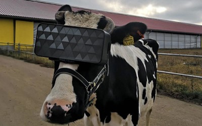 俄罗斯农民给奶牛带上VR头盔 从而提高牛奶的质量