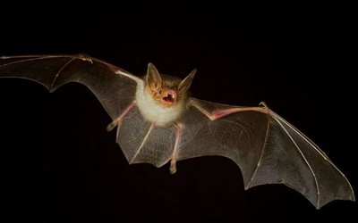 特斯拉德国工厂建造遭遇阻碍 需先重新安置濒危蝙蝠