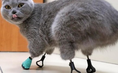 俄罗斯猫咪因冻伤失去4只爪子 兽医用3D打印为其复原