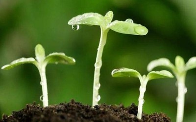 人体堆肥：外媒揭示人类丧葬新方案 对环境更加有利