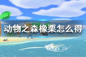 《集合啦动物森友会》橡栗怎么得 橡栗获取方法介绍