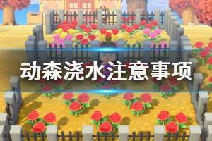《集合啦动物森友会》浇水要注意什么 浇水注意事项一览