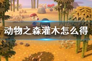《集合啦动物森友会》灌木怎么获得 灌木获取方法介绍