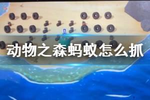 《集合啦动物森友会》蚂蚁怎么抓 蚂蚁苍蝇捕捉方法介绍