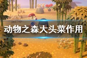 《集合啦动物森友会》大头菜有什么用 大头菜作用介绍