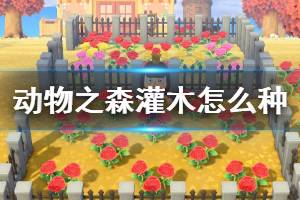 《集合啦动物森友会》灌木怎么种 灌木种植注意事项一览