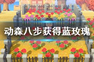 《集合啦动物森友会》蓝玫瑰如何快速获得 八步获取蓝玫瑰方法介绍
