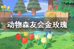 《集合啦动物森友会》金玫瑰怎么种？金玫瑰种植方法技巧