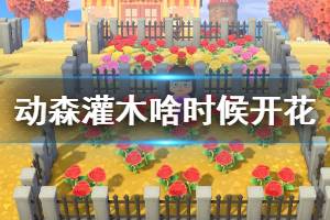 《集合啦动物森友会》灌木什么时候开花 灌木开花时间一览