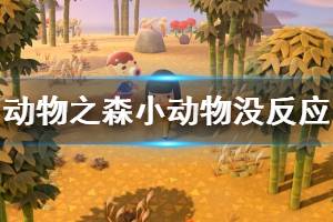 《集合啦动物森友会》小动物不回表情怎么办 小动物无反应解决方法介绍