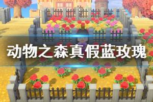 《集合啦动物森友会》怎么确定蓝玫瑰的真假 蓝玫瑰真假判断方法介绍