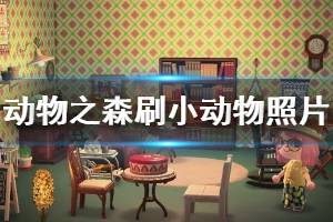 《集合啦动物森友会》小动物照片怎么刷 小动物照片刷取方法介绍