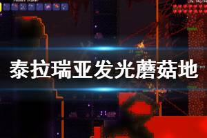 《泰拉瑞亚》1.4明亮蘑菇地怎么建 地表发光蘑菇地建法一览