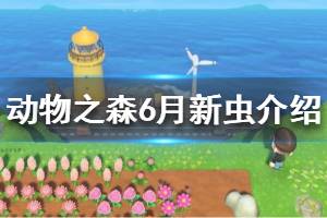 《集合啦动物森友会》北半球6月有哪些新昆虫 北半球6月新虫介绍