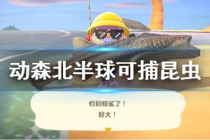《集合啦动物森友会》北半球可捕获昆虫有哪些 北半球可捕获昆虫一览
