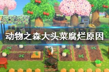 《集合啦动物森友会》大头菜为什么会烂 大头菜腐烂原因介绍