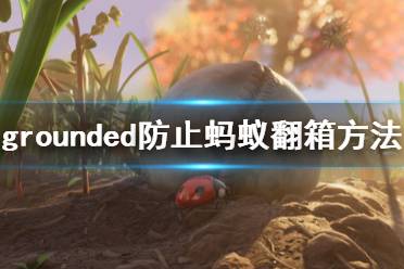 《禁闭求生》蚂蚁翻箱子怎么办 grounded防止蚂蚁翻箱方法推荐