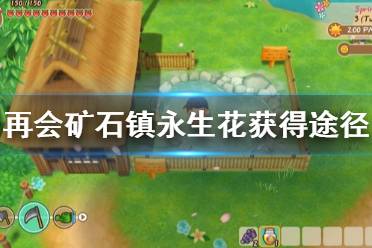 《牧场物语重聚矿石镇》永生花在哪 永生花获得途径介绍